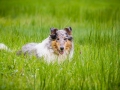 Langhaarcollie_Rough_Collie_Gaia_Pepper_bluemerle_Geschwister_treffen_Bruder_Schwester_gemeinsam_Familie (67)