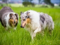 Langhaarcollie_Rough_Collie_Gaia_Pepper_bluemerle_Geschwister_treffen_Bruder_Schwester_gemeinsam_Familie (70)