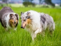 Langhaarcollie_Rough_Collie_Gaia_Pepper_bluemerle_Geschwister_treffen_Bruder_Schwester_gemeinsam_Familie (70)