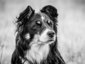 Langhaarcollie_Rough_Collie_Gaia_Pepper_bluemerle_Geschwister_treffen_Bruder_Schwester_gemeinsam_Familie (75)