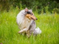 Langhaarcollie_Rough_Collie_Gaia_Pepper_bluemerle_Geschwister_treffen_Bruder_Schwester_gemeinsam_Familie (79)