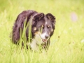 Langhaarcollie_Rough_Collie_Gaia_Pepper_bluemerle_Geschwister_treffen_Bruder_Schwester_gemeinsam_Familie (83)