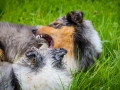 Langhaarcollie_Rough_Collie_Gaia_Pepper_bluemerle_Geschwister_treffen_Bruder_Schwester_gemeinsam_Familie (89)