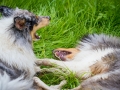 Langhaarcollie_Rough_Collie_Gaia_Pepper_bluemerle_Geschwister_treffen_Bruder_Schwester_gemeinsam_Familie (98)