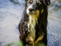 Hundefotografie_Tierfotografie_Hund_Marburg_Fotografin_Christine_Hemlep_August_Border_Collie_Mischling_tricolor_Maggy (1)