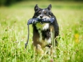 Hundefotografie_Tierfotografie_Hund_Marburg_Fotografin_Christine_Hemlep_August_Border_Collie_Mischling_tricolor_Maggy (11)