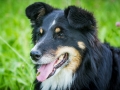 Hundefotografie_Tierfotografie_Hund_Marburg_Fotografin_Christine_Hemlep_August_Border_Collie_Mischling_tricolor_Maggy (13)