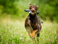 Hundefotografie_Tierfotografie_Hund_Marburg_Fotografin_Christine_Hemlep_August_brauner_Dobermann_Spencer (11)