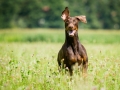 Hundefotografie_Tierfotografie_Hund_Marburg_Fotografin_Christine_Hemlep_August_brauner_Dobermann_Spencer (13)