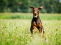 Hundefotografie_Tierfotografie_Hund_Marburg_Fotografin_Christine_Hemlep_August_brauner_Dobermann_Spencer (15)