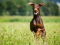 Hundefotografie_Tierfotografie_Hund_Marburg_Fotografin_Christine_Hemlep_August_brauner_Dobermann_Spencer (19)