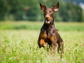 Hundefotografie_Tierfotografie_Hund_Marburg_Fotografin_Christine_Hemlep_August_brauner_Dobermann_Spencer (21)