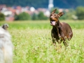 Hundefotografie_Tierfotografie_Hund_Marburg_Fotografin_Christine_Hemlep_August_brauner_Dobermann_Spencer (23)