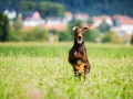 Hundefotografie_Tierfotografie_Hund_Marburg_Fotografin_Christine_Hemlep_August_brauner_Dobermann_Spencer (25)