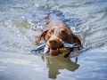 Hundefotografie_Tierfotografie_Hund_Marburg_Fotografin_Christine_Hemlep_August_brauner_Dobermann_Spencer (3)