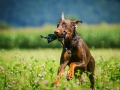 Hundefotografie_Tierfotografie_Hund_Marburg_Fotografin_Christine_Hemlep_August_brauner_Dobermann_Spencer (7)