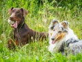 Hundefotografie_Tierfotografie_Hund_Marburg_Fotografin_Christine_Hemlep_August_brauner_Dobermann_Spencer_Langhaarcollie_Collie_bluemerle_Gaia (5)