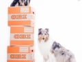 Border_Collie_Mischling_Maggy_tricolor_Langhaarcollir_Rough_Collie_Gaia_bluemerle_Umzugskisten_Umzug_OBI_Karton_Umzugskarton (3).jpg