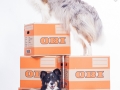 Border_Collie_Mischling_Maggy_tricolor_Langhaarcollir_Rough_Collie_Gaia_bluemerle_Umzugskisten_Umzug_OBI_Karton_Umzugskarton (5).jpg