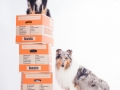 Border_Collie_Mischling_Maggy_tricolor_Langhaarcollir_Rough_Collie_Gaia_bluemerle_Umzugskisten_Umzug_OBI_Karton_Umzugskarton (9).jpg