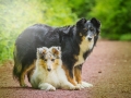 Border_Collie_Mischling_Maggy_tricolor_Langhaarcollie_Gaia_Welpe_bluemerle_Wald_Hundefotografie_Marburg_Tierfotografie_Christine_Hemlep (3)