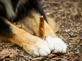 Border_Collie_Mischling_Maggy_tricolor_Senior_Wald_Hundefotografie_Detail_Pfote_Stock_Marburg_Tierfotografie_Christine_Hemlep_Fotografin (1)