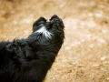 Border_Collie_Mischling_Maggy_tricolor_Senior_Wald_Hundefotografie_Marburg_Tierfotografie_Christine_Hemlep_Fotografin (1)