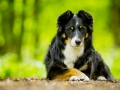 Border_Collie_Mischling_Maggy_tricolor_Senior_Wald_Hundefotografie_Marburg_Tierfotografie_Christine_Hemlep_Fotografin (11)