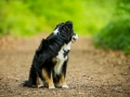 Border_Collie_Mischling_Maggy_tricolor_Senior_Wald_Hundefotografie_Marburg_Tierfotografie_Christine_Hemlep_Fotografin (3)