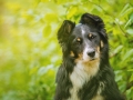 Border_Collie_Mischling_Maggy_tricolor_Senior_Wald_Hundefotografie_Marburg_Tierfotografie_Christine_Hemlep_Fotografin (5)