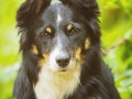 Border_Collie_Mischling_Maggy_tricolor_Senior_Wald_Hundefotografie_Marburg_Tierfotografie_Christine_Hemlep_Fotografin (7)