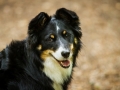 Border_Collie_Mischling_Maggy_tricolor_Senior_Wald_Hundefotografie_Marburg_Tierfotografie_Christine_Hemlep_Fotografin (9)