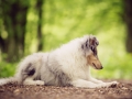 Langhaarcollie_Rough_Collie_Gaia_welpe_Baby_bluemerle_Wald_Hundefotografie_Marburg_Tierfotografie_Christine_Hemlep_Fotografin (1)