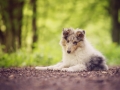 Langhaarcollie_Rough_Collie_Gaia_welpe_Baby_bluemerle_Wald_Hundefotografie_Marburg_Tierfotografie_Christine_Hemlep_Fotografin (3)