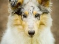 Langhaarcollie_Rough_Collie_Gaia_welpe_Baby_bluemerle_Wald_Hundefotografie_Marburg_Tierfotografie_Christine_Hemlep_Fotografin (5)