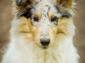 Langhaarcollie_Rough_Collie_Gaia_welpe_Baby_bluemerle_Wald_Hundefotografie_Marburg_Tierfotografie_Christine_Hemlep_Fotografin (7)
