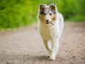 Langhaarcollie_Rough_Collie_Gaia_welpe_Baby_bluemerle_Wald_Hundefotografie_Marburg_Tierfotografie_Christine_Hemlep_Fotografin (9)