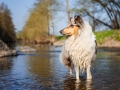 Hundemaedchen_Gaia_Langhaarcollie_Collie_Rough_bluemerle_Lahn_Wasser_Fahrrad_fahren_unterwegs (1)