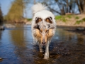 Hundemaedchen_Gaia_Langhaarcollie_Collie_Rough_bluemerle_Lahn_Wasser_Fahrrad_fahren_unterwegs (3)