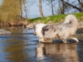 Hundemaedchen_Gaia_Langhaarcollie_Collie_Rough_bluemerle_Lahn_Wasser_Fahrrad_fahren_unterwegs (5)