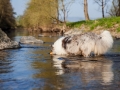 Hundemaedchen_Gaia_Langhaarcollie_Collie_Rough_bluemerle_Lahn_Wasser_Fahrrad_fahren_unterwegs (7)