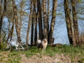 Hundemaedchen_Gaia_Langhaarcollie_Collie_Rough_bluemerle_unterwegs_Fahrrad_fahren_unterwegs (1)