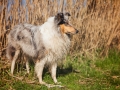 Hundemaedchen_Gaia_Langhaarcollie_Collie_Rough_bluemerle_unterwegs_Fahrrad_fahren_unterwegs (13)