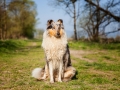 Hundemaedchen_Gaia_Langhaarcollie_Collie_Rough_bluemerle_unterwegs_Fahrrad_fahren_unterwegs (5)