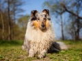 Hundemaedchen_Gaia_Langhaarcollie_Collie_Rough_bluemerle_unterwegs_Fahrrad_fahren_unterwegs (7)