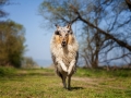 Hundemaedchen_Gaia_Langhaarcollie_Collie_Rough_bluemerle_unterwegs_Fahrrad_fahren_unterwegs (9)