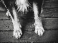 Tierfotografie_Marburg_Hundefotografie_Fotografin_Christine_Hemlep_Border_Collie_Mischling_Maggy_tricolor (1)