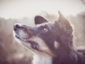 Tierfotografie_Marburg_Hundefotografie_Fotografin_Christine_Hemlep_Border_Collie_Mischling_Maggy_tricolor (2)
