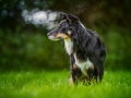 Tierfotografie_Marburg_Hundefotografie_Fotografin_Christine_Hemlep_Border_Collie_garten_Wiese_Feld_Natur_Portrait_Maggy