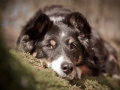Hundefotografie_Marburg_Tierfotografie_Hund_Border_Collie_Mischling_Maggy_tricolor_Wald_Hundemaedchen (1)